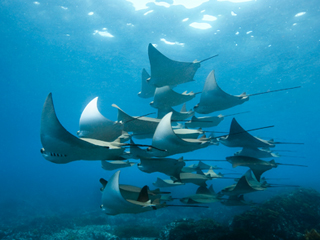 �ץ쥼��ȥ����ڡ��� �ִѤơ�ͷ��ǡ���餪���� �ץ쥼��ȡ�